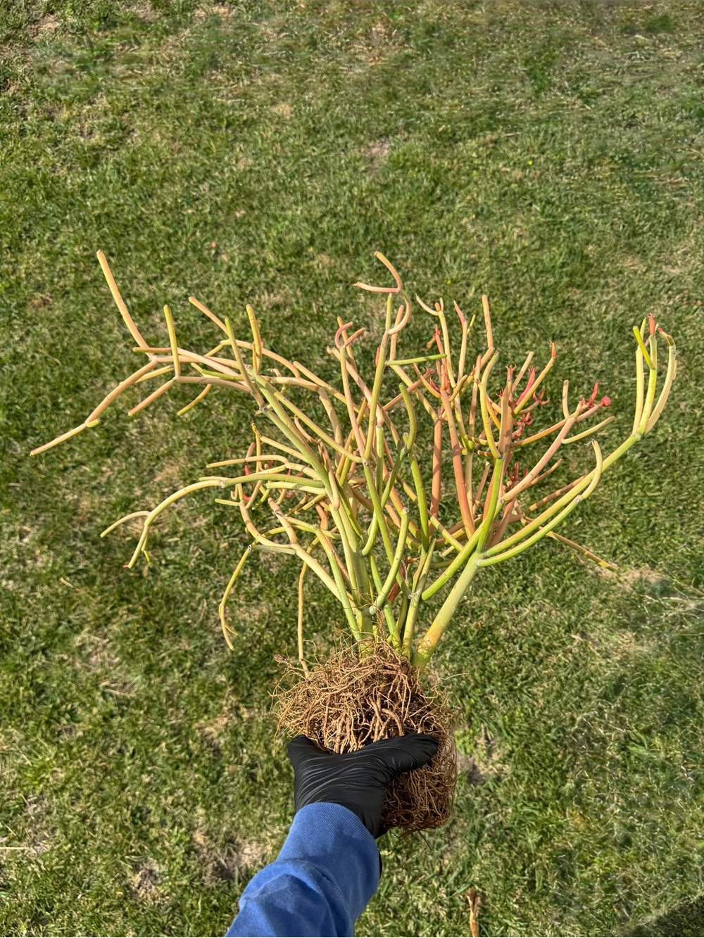 Large Rooted Euphorbia tirucalli ‘Sticks on Fire’ / Pencil Cactus